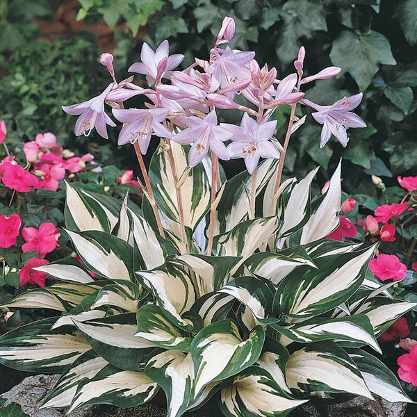 Fire and Ice Hosta